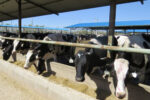 دامداران قم در حال فروش دام‌های خود هستند؛ کاهش حجم تولید شیر در استان