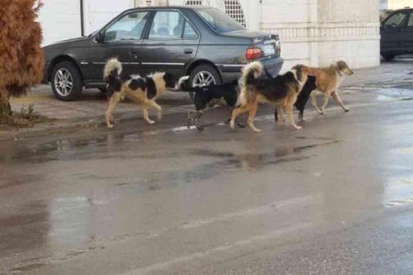 ویژه | جولان سگ‌های ولگرد در دام‌شهر قم
