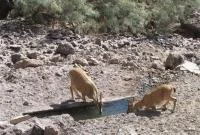طبیعت قم؛ چشم به دستان خیرین