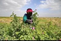 آغاز برداشت گل محمدی از موقوفات آستان مقدس کریمه اهل بیت(س) از نگاه دوربین