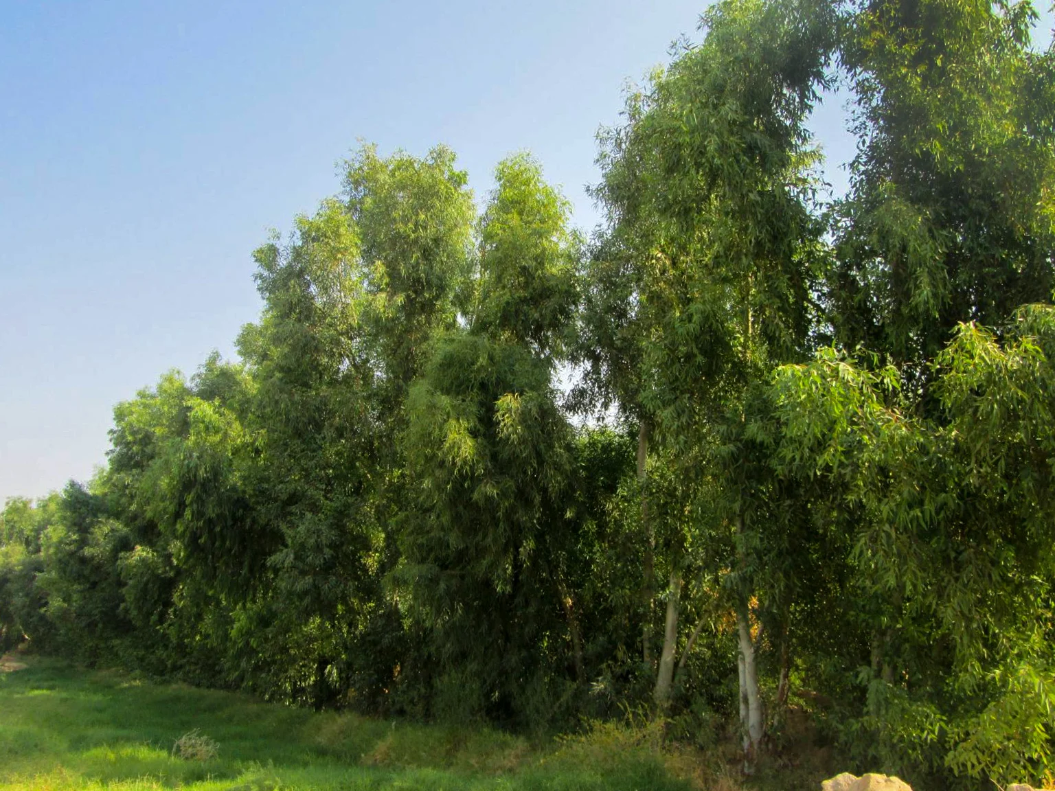 زراعت چوب در قم با پسماندهای فاضلابی عملیاتی شده است