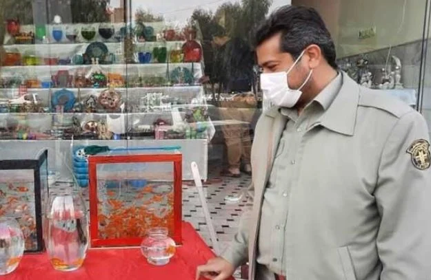 ۳۹ لاک پشت برکه‌ای از یک متخلف در قم کشف شد