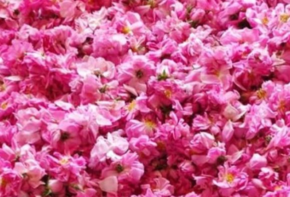 تولید ۷۰۰ تن گل محمدی در قم