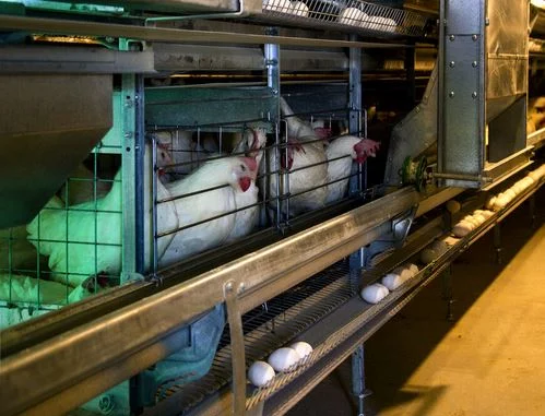 امنیت غذایی قم با تولید۱۵۴ هزار تُن تخم‌مرغ و ۲۶ هزار تُن گوشت مرغ