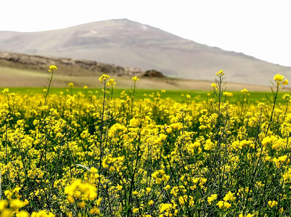 صد درصد مطالبات کلزاکاران استان پرداخت شد