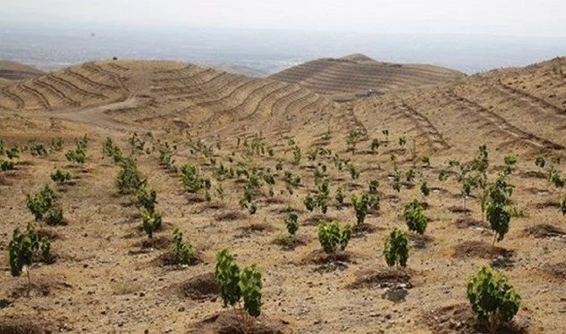 ایجاد بیش از ۳۷۷ هزار متر مربع فضای سبز جنگلی در قم