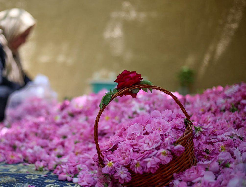 مشاغل خانگی مرتبط با کشاورزی در روستاهای قم افزایش می‌یابد