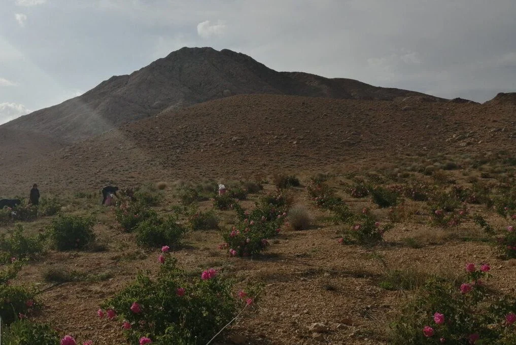 جذب ۱۸ میلیارد از اعتبارات سفر رئیس جمهور برای منابع طبیعی استان قم