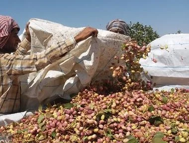 ۱۴۰۰۰ هکتار باغ پسته در قم وجود دارد