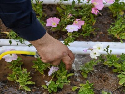 کاشت بیش از ۱۵۲هزار گلدان گل فصلی در پردیسان قم