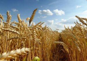 طرح کشت قراردادی در ۴۰ درصد از مزارع گندم قم اجرا شد