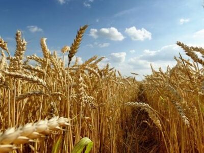 افزایش ۱۵ درصدی تولید گندم در قم