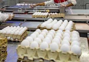 روزانه ۴۰۰ تُن تخم مرغ در قم تولید می‌شود