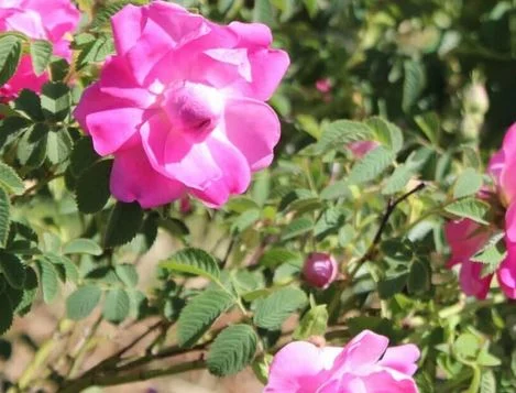 سطح زیرکشت گیاهان دارویی در قم ۵۵۰ هکتار است