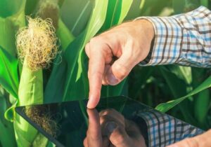 کشاورزی قم با توان شرکت‌های دانش‌بنیان بر محدودیت‌های محیطی غلبه می‌کند