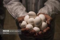 ۱۲ درصد تخم مرغ کشور در قم تولید می شود
