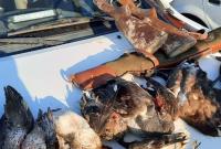 دستگیری یک گروه شکارچی در تالاب مره قم