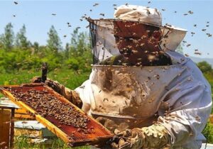 میانگین تولید عسل به ازای هر کندو در قم بیش از ۱۰ کیلوگرم رسید