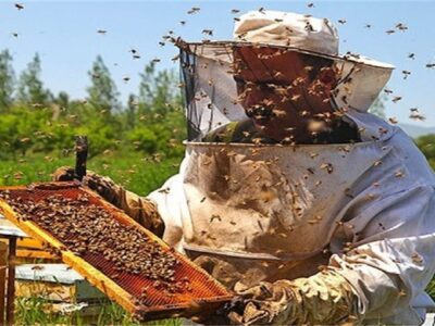 میانگین تولید عسل به ازای هر کندو در قم بیش از ۱۰ کیلوگرم رسید