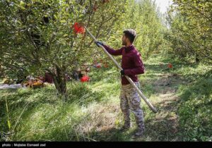 “قطع برق” چالشی که کشاورزی قم را تهدید می‌کند