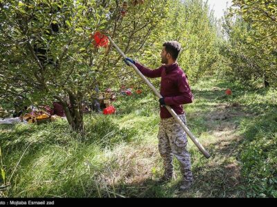 “قطع برق” چالشی که کشاورزی قم را تهدید می‌کند