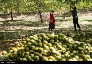 طلای سبز قم به بازار رسید؛ برداشت ۳ هزار تُن گردو از باغات