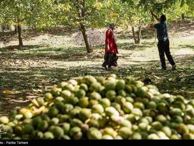 طلای سبز قم به بازار رسید؛ برداشت ۳ هزار تُن گردو از باغات