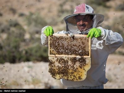 ۳۶۷ تُن عسل امسال در قم تولید شد