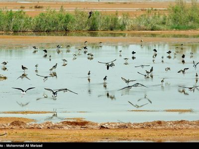 هشدارِ انحراف در میزان ورودی آب رودخانه شور به تالاب مره قم