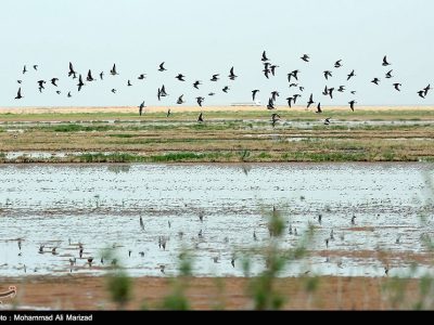 نفس تالاب مُره قم بند آمد؛ مرگ تدریجی بهشت پرندگان مهاجر