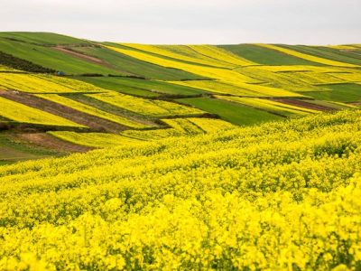 رشد ۱۵۰ درصدی سطح زیر کشت کلزا در قم