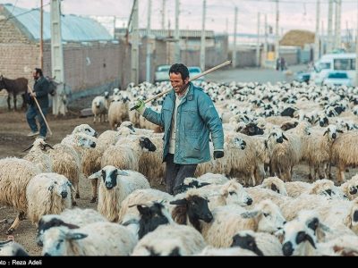 رفع مشکل تأمین نهاده‌ها و تسهیلات بانکی دامداران در قم