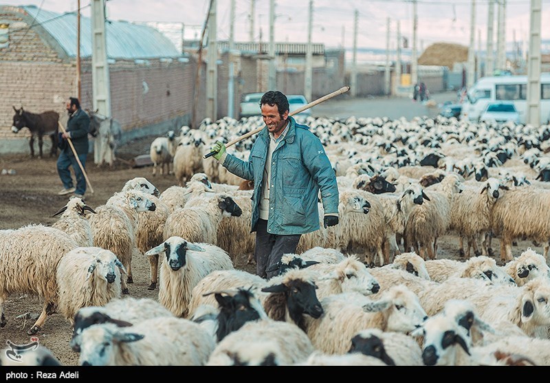 رفع مشکل تأمین نهاده‌ها و تسهیلات بانکی دامداران در قم