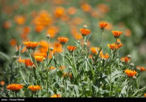 ۹ هزار گونه گیاه دارویی در ایران پرورش می‌یابد