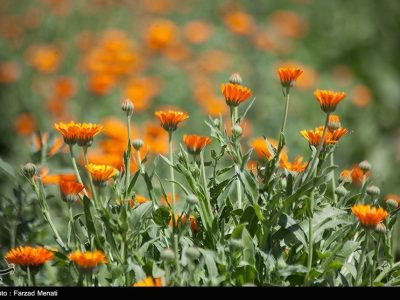 ۹ هزار گونه گیاه دارویی در ایران پرورش می‌یابد