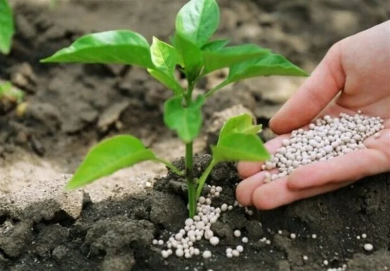 کمبود فضای استقرار؛ چالش اصلی شرکتهای دانشبنیان کشاورزی در قم
