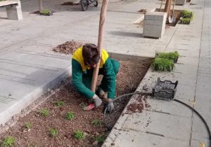 آغاز کاشت نشای گلهای فصل سرد در منطقه هفت قم