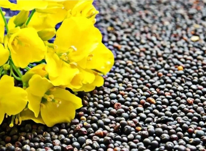 قم رکورددار کشت محصول استراتژیک کلزا در کشور