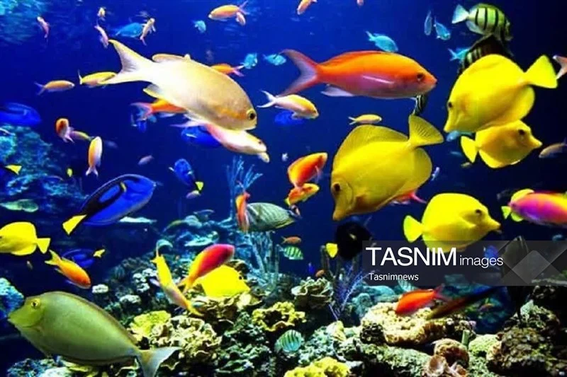 تولید ۴.۵ میلیون قطعه ماهی زینتی در قم