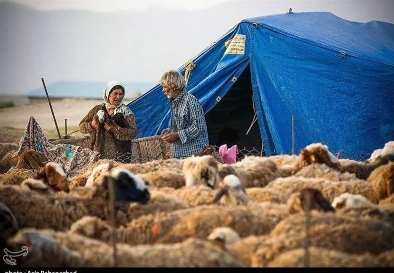 عشایر قم سالانه ۴۰۰ تن گوشت قرمز تولید می‌کنند