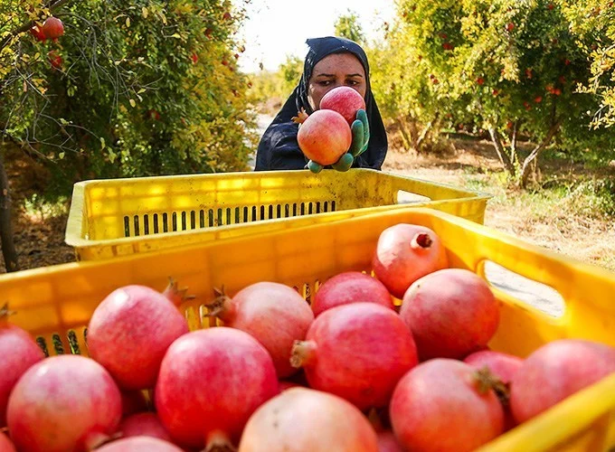 پیش‌بینی برداشت ۴۷ هزار تن انار از باغات قم