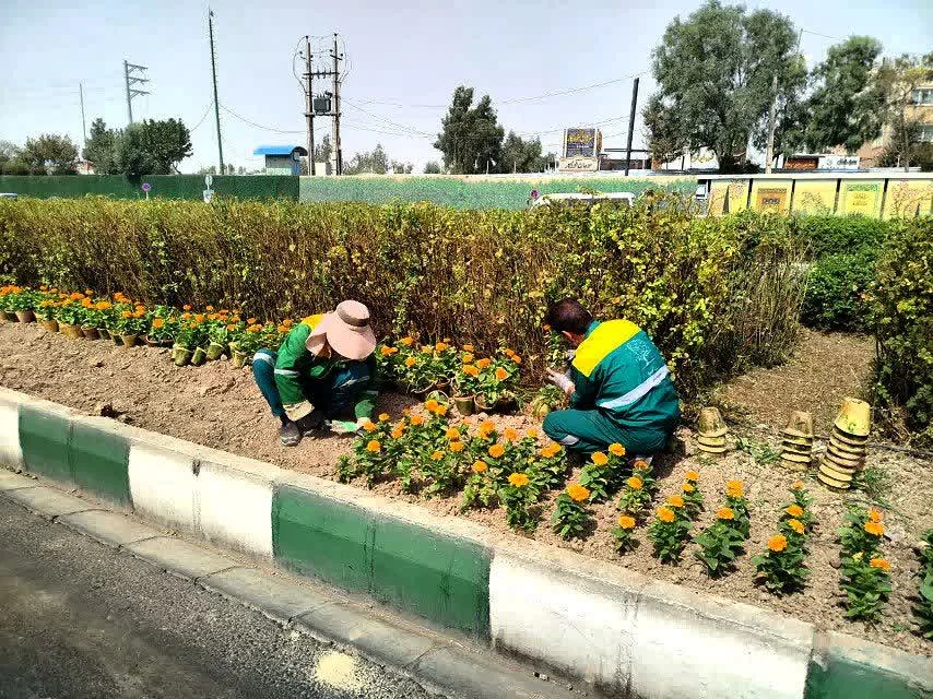 کاشت ۹۶ هزار گلدان گل پاییزه در منطقه ۷ شهرداری قم